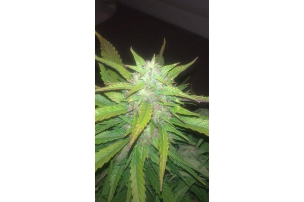 Royal Dwarf Automat (Royal Queen Seeds) feminizowane Royal Dwarf Automat (Royal Queen Seeds) feminizowane