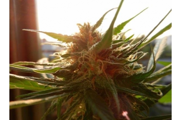 Royal Dwarf Automat (Royal Queen Seeds) feminizowane