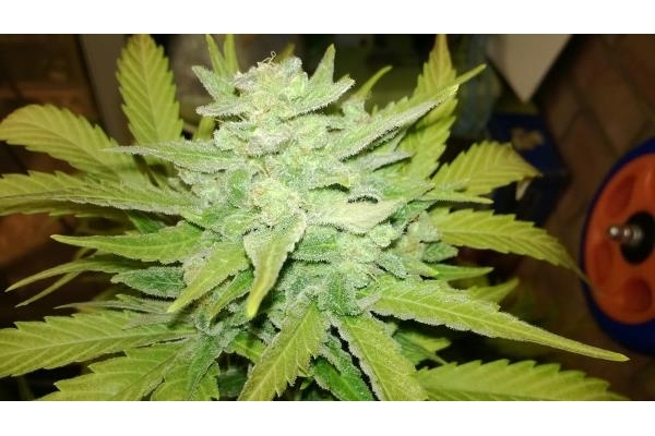 Royal Dwarf Automat (Royal Queen Seeds) feminizowane Royal Dwarf Automat (Royal Queen Seeds) feminizowane