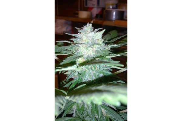 Royal Dwarf Automat (Royal Queen Seeds) feminizowane Royal Dwarf Automat (Royal Queen Seeds) feminizowane