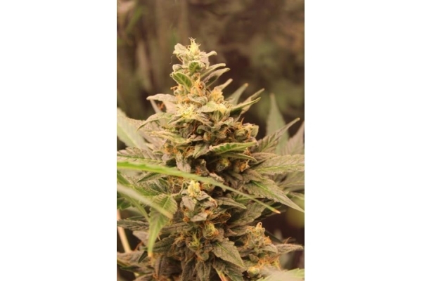 Easy Bud Automat (Royal Queen Seeds) feminizowane