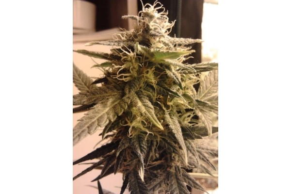 Easy Bud Automat (Royal Queen Seeds) feminizowane