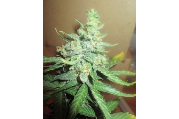 Easy Bud Automat (Royal Queen Seeds) feminizowane