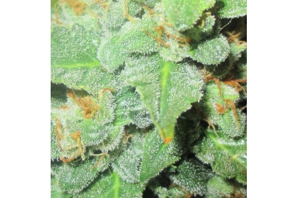 Easy Bud Automat (Royal Queen Seeds) feminizowane