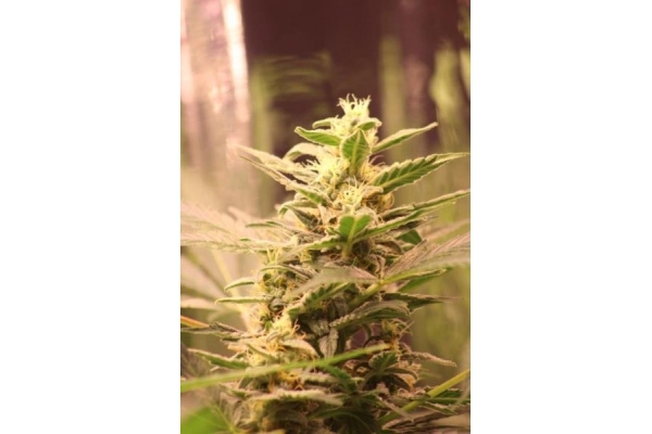 Easy Bud Automat (Royal Queen Seeds) feminizowane