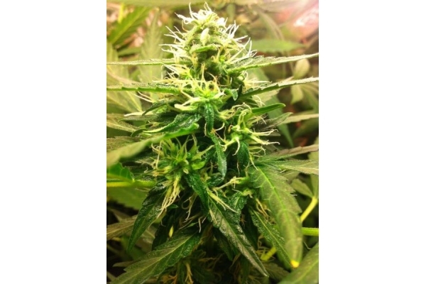 Quick One Automat (Royal Queen Seeds) nasiona marihuany feminizowane