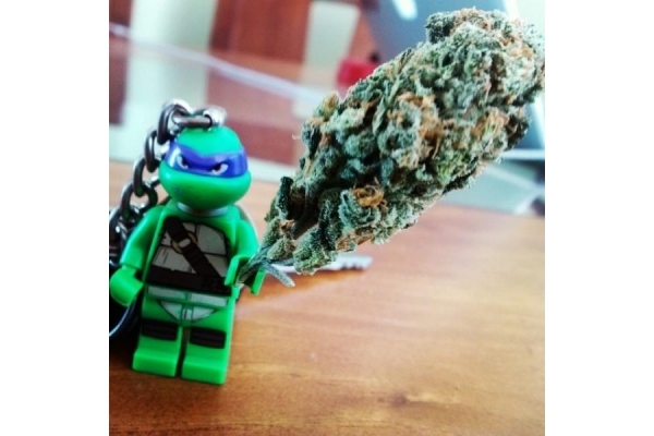 Quick One Automat (Royal Queen Seeds) nasiona marihuany feminizowane