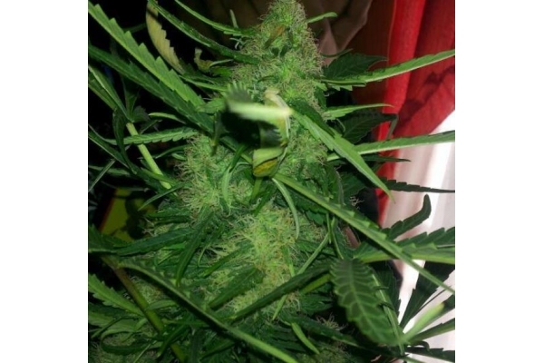 Royal Critical Automat (Royal Queen Seeds) feminizowane