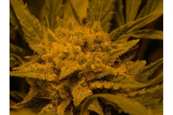 Royal Critical Automat (Royal Queen Seeds) feminizowane