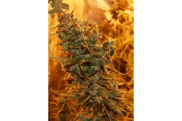 Royal Critical Automat (Royal Queen Seeds) feminizowane