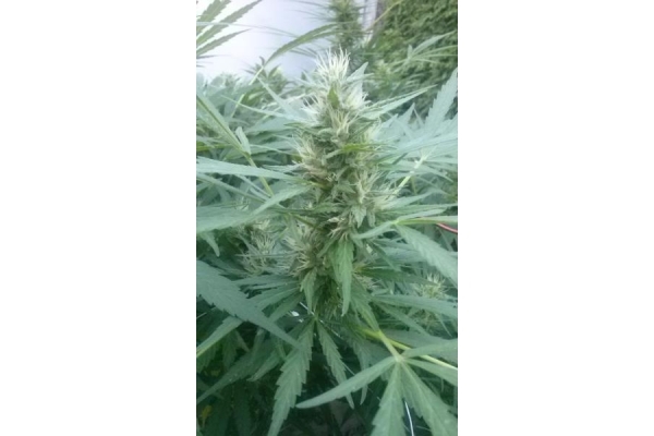 Royal Critical Automat (Royal Queen Seeds) feminizowane