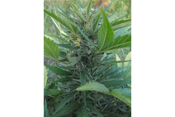 Royal Critical Automat (Royal Queen Seeds) feminizowane