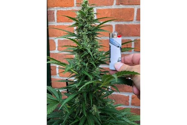 Northern Light Automat (Royal Queen Seeds) feminizowane