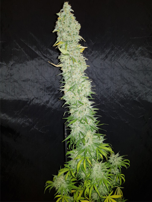 Northern Light Blue (Delicious Seeds) feminizowane