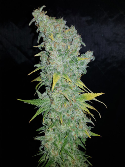Northern Light Blue (Delicious Seeds) feminizowane