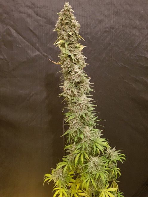 Northern Light Blue (Delicious Seeds) feminizowane