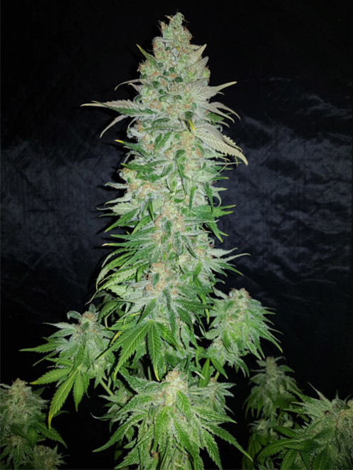 Northern Light Blue (Delicious Seeds) feminizowane