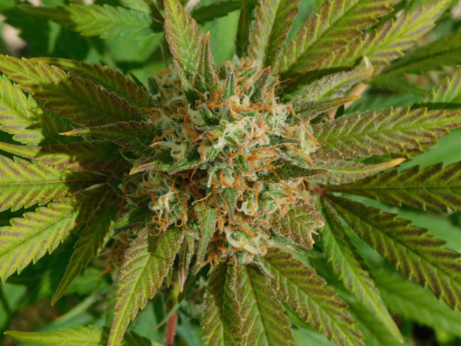 Raspberry Cough (Nirvana) feminizowane Raspberry Cough (Nirvana) feminizowane