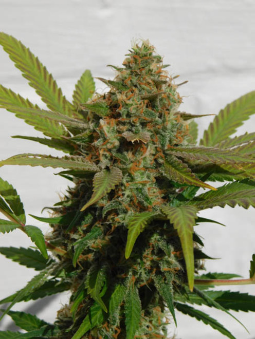 Raspberry Cough (Nirvana) feminizowane Raspberry Cough (Nirvana) feminizowane