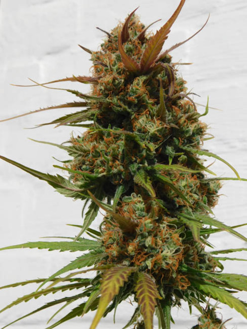 Raspberry Cough (Nirvana) feminizowane Raspberry Cough (Nirvana) feminizowane