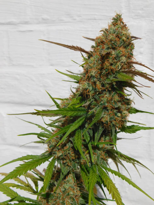 Raspberry Cough (Nirvana) feminizowane Raspberry Cough (Nirvana) feminizowane