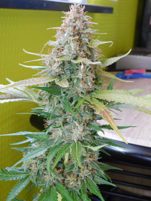 Raspberry Cough (Nirvana) feminizowane Raspberry Cough (Nirvana) feminizowane