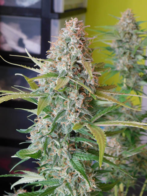 Raspberry Cough (Nirvana) feminizowane Raspberry Cough (Nirvana) feminizowane