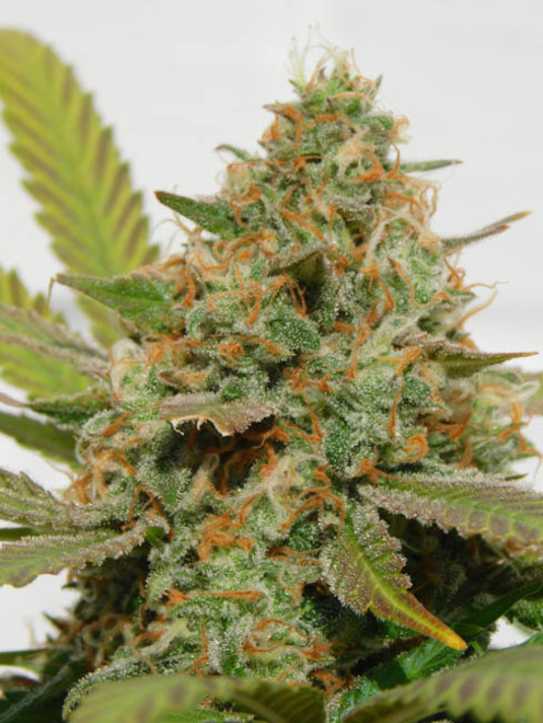 Raspberry Cough (Nirvana) feminizowane Raspberry Cough (Nirvana) feminizowane