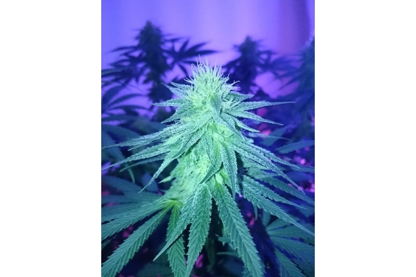 Haze Berry (Royal Queen Seeds) feminizowane Haze Berry (Royal Queen Seeds) feminizowane