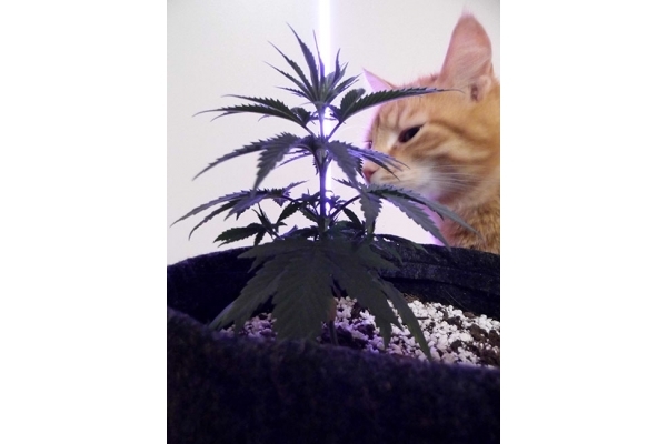 Haze Berry (Royal Queen Seeds) feminizowane Haze Berry (Royal Queen Seeds) feminizowane