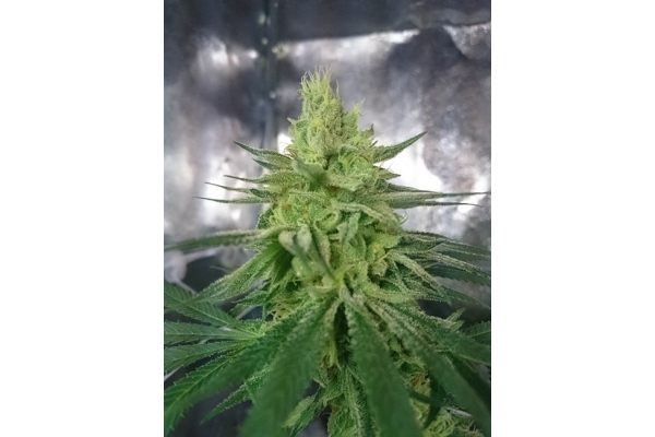 Haze Berry (Royal Queen Seeds) feminizowane Haze Berry (Royal Queen Seeds) feminizowane