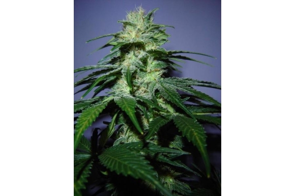 Nepal Jam (ACE Seeds) feminizowane Nepal Jam (ACE Seeds) feminizowane