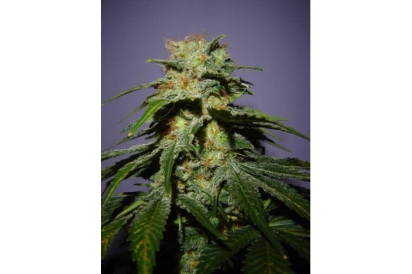 Nepal Jam (ACE Seeds) feminizowane Nepal Jam (ACE Seeds) feminizowane