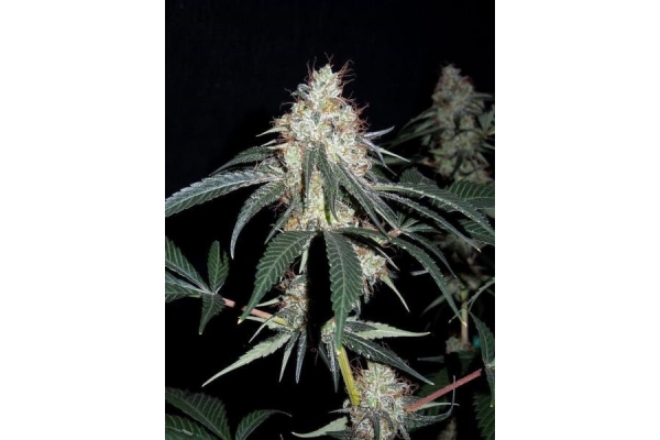 Nepal Jam (ACE Seeds) feminizowane Nepal Jam (ACE Seeds) feminizowane