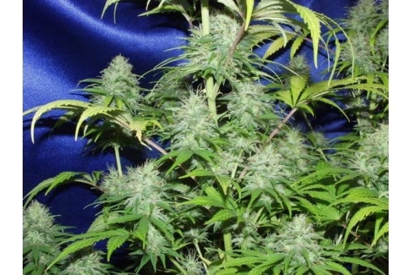Nepal Jam (ACE Seeds) feminizowane Nepal Jam (ACE Seeds) feminizowane