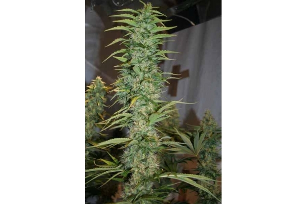 Orient Express (ACE Seeds) feminizowane