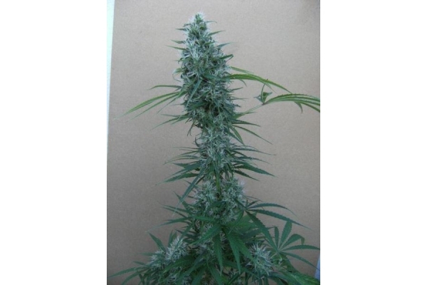 Orient Express (ACE Seeds) feminizowane