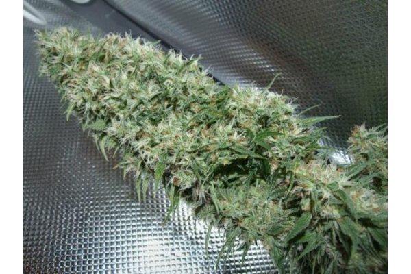 Orient Express (ACE Seeds) feminizowane