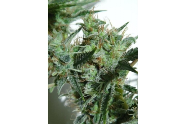 Orient Express (ACE Seeds) feminizowane