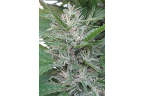 Orient Express (ACE Seeds) feminizowane