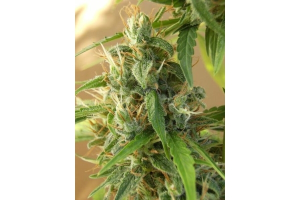 Panama (ACE Seeds) feminizowane