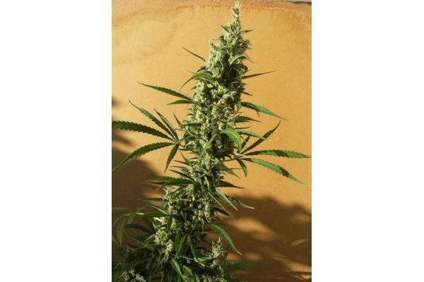 Panama (ACE Seeds) feminizowane