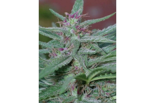 Panama (ACE Seeds) feminizowane