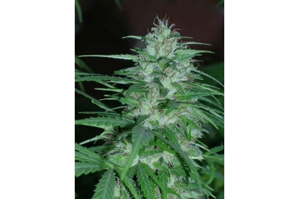 Panama (ACE Seeds) feminizowane