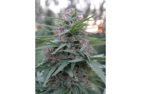 Panama (ACE Seeds) feminizowane