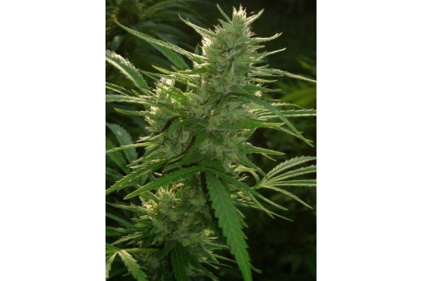 Panama (ACE Seeds) feminizowane