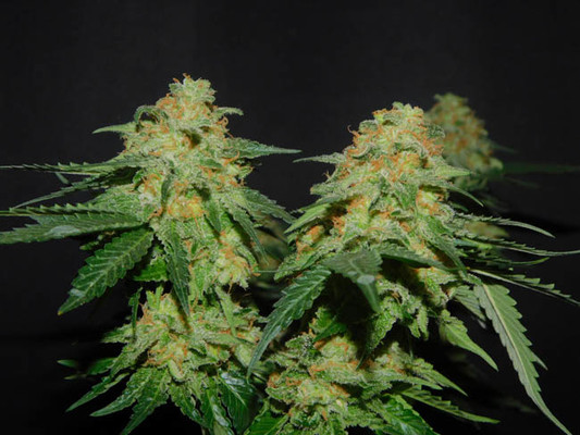 Spliff's Strawberry (Spliff Seeds) feminizowane