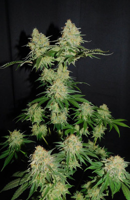 Spliff's Strawberry (Spliff Seeds) feminizowane