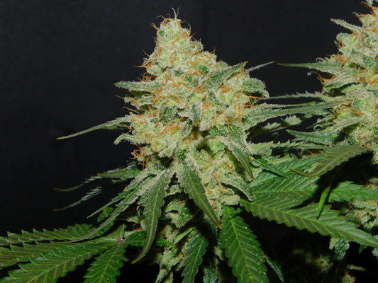 Spliff's Strawberry (Spliff Seeds) feminizowane