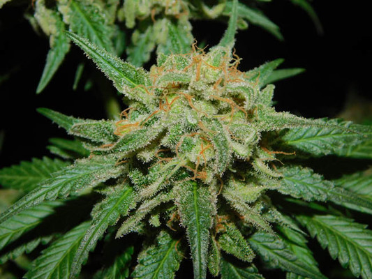 Spliff's Strawberry (Spliff Seeds) feminizowane